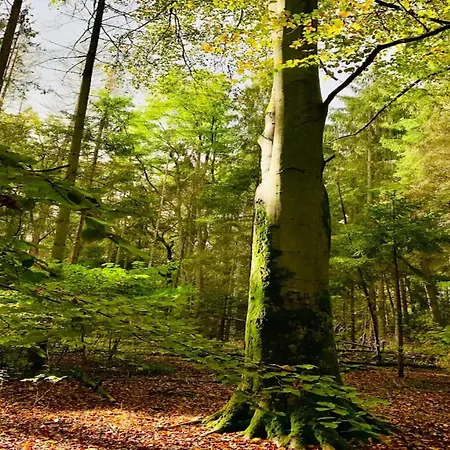 Birgit, Dom wakacyjny *